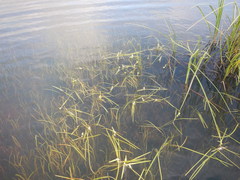Sparganium hyperboreum