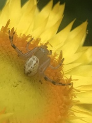 Australomisidia pilula