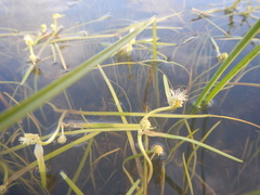 Sparganium hyperboreum