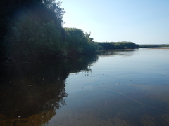 Callitriche hermaphroditica