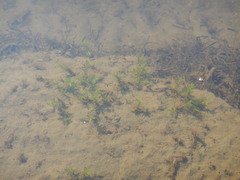 Callitriche hermaphroditica