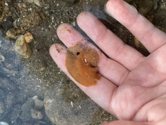 Acotylea