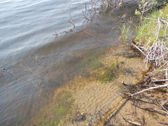 Callitriche hermaphroditica