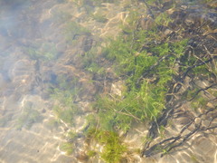 Callitriche hermaphroditica