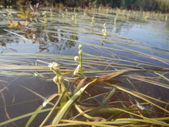Sparganium hyperboreum