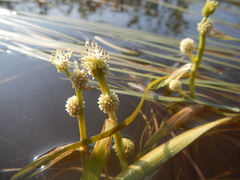 Sparganium hyperboreum