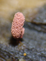 Arcyria insignis