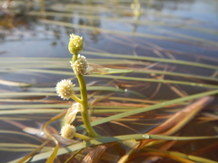 Sparganium hyperboreum