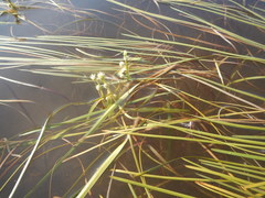 Sparganium hyperboreum