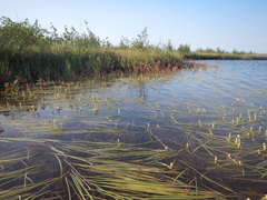 Sparganium hyperboreum