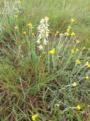 Prasophyllum tunbridgense