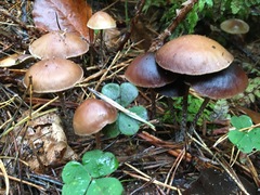 Psilocybe fuscofulva