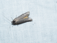 Oenochrodes crossoxantha