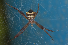 Argiope reinwardti