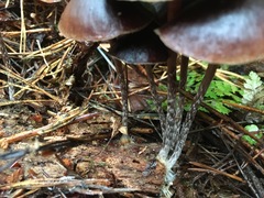 Psilocybe fuscofulva