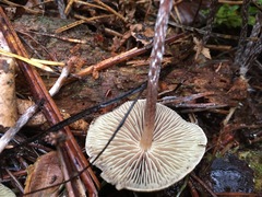 Psilocybe fuscofulva