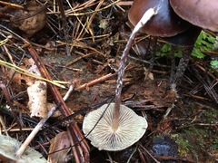 Psilocybe fuscofulva