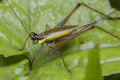 Nisitrus