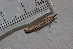 Orocrambus flexuosellus