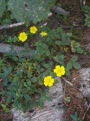 Potentilla aurea