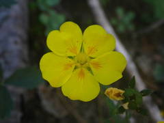 Potentilla aurea