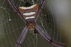 Argiope reinwardti