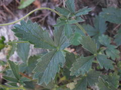 Potentilla aurea