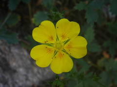 Potentilla aurea