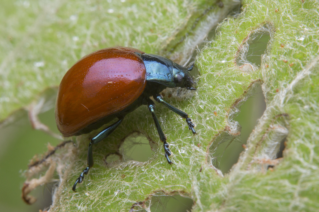 Chrysolina kinabaluensis