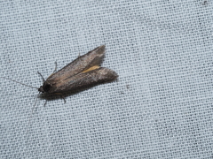 Oenochrodes crossoxantha