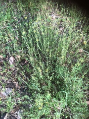 Pimelea curviflora