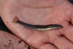 Cobitis taenia