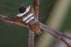 Argiope reinwardti