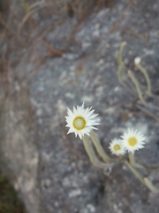 Helichrysum candollei