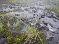 Deschampsia cespitosa glauca