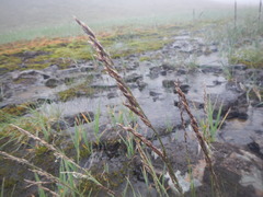 Deschampsia cespitosa glauca