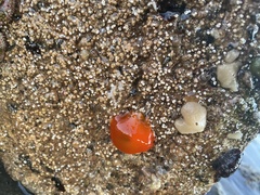 Cnemidocarpa finmarkiensis