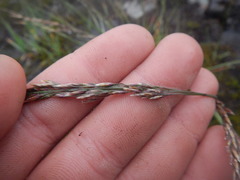 Deschampsia cespitosa glauca