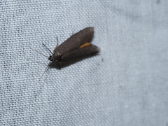 Oenochrodes crossoxantha