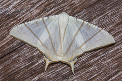 Ourapteryx claretta