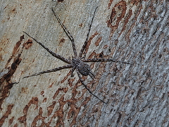 Tamopsis fickerti