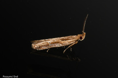 Eutorna symmorpha