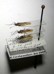 Acetropis carinata