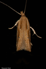 Eutorna symmorpha