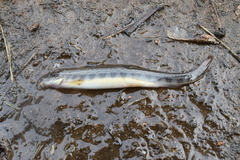 Cobitis taenia