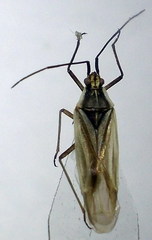 Acetropis carinata