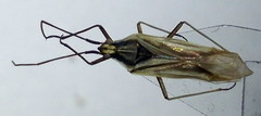 Acetropis carinata