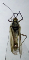 Acetropis carinata