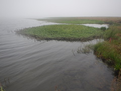 Ranunculus subrigidus