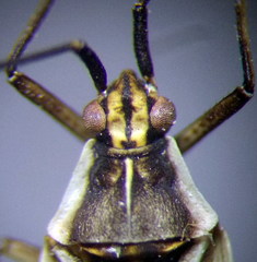 Acetropis carinata